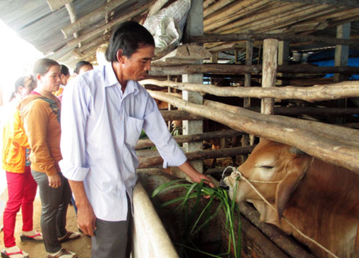 Chính quyền địa phương Quảng Ngãi hỗ trợ bà con phát triển mô hình nuôi bò sinh sản (Ảnh danviet)