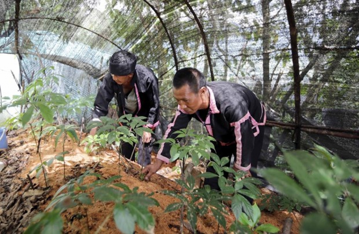 Người dân Lai Châu nhân rộng mô hình trồng Sâm để thoát nghèo. Ảnh: TTXVN