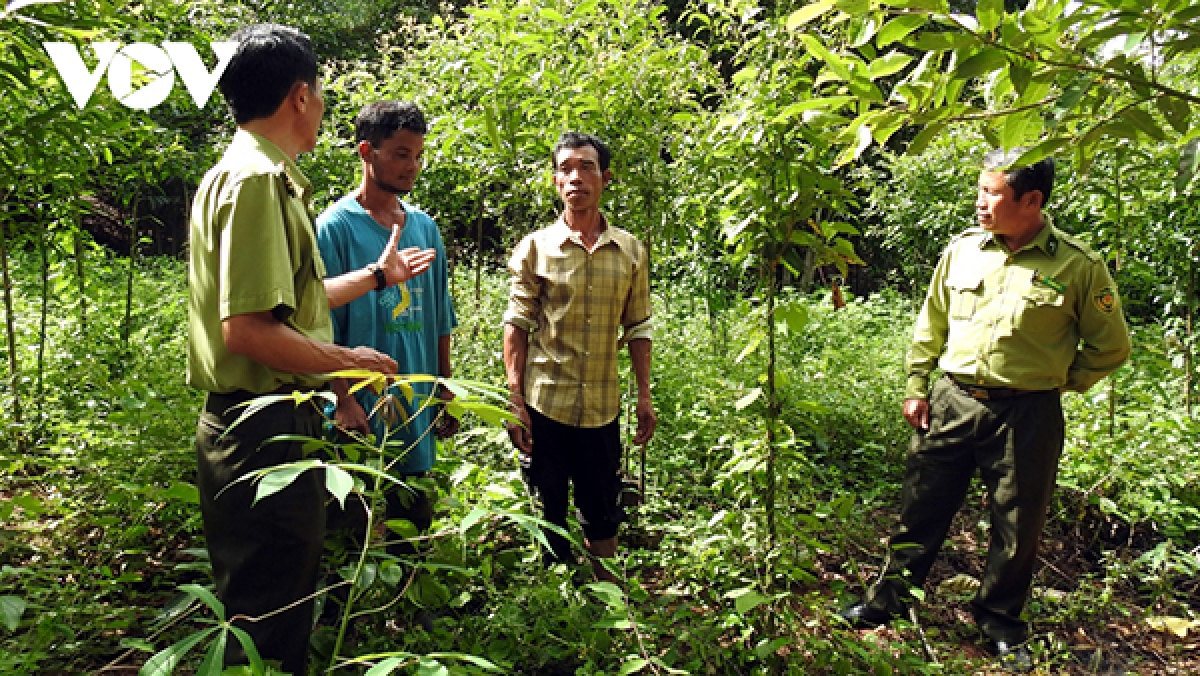 Rất nhiều hộ cá nhân, nhóm cộng đồng, và các công ty ở Kon Tum đã nhận rừng bảo vệ, thuê rừng để sản xuất như trồng cây dược liệu.