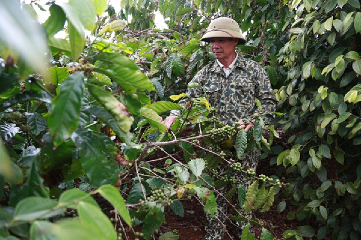 Tưới nước trong mùa khô mang ý nghĩa quyết định đến năng suất cà phê vối vùng Tây Nguyên. Thông thường cà phê kinh doanh được tưới từ 3-4 lần trong một mùa khô kéo dài từ 5-6 tháng.
