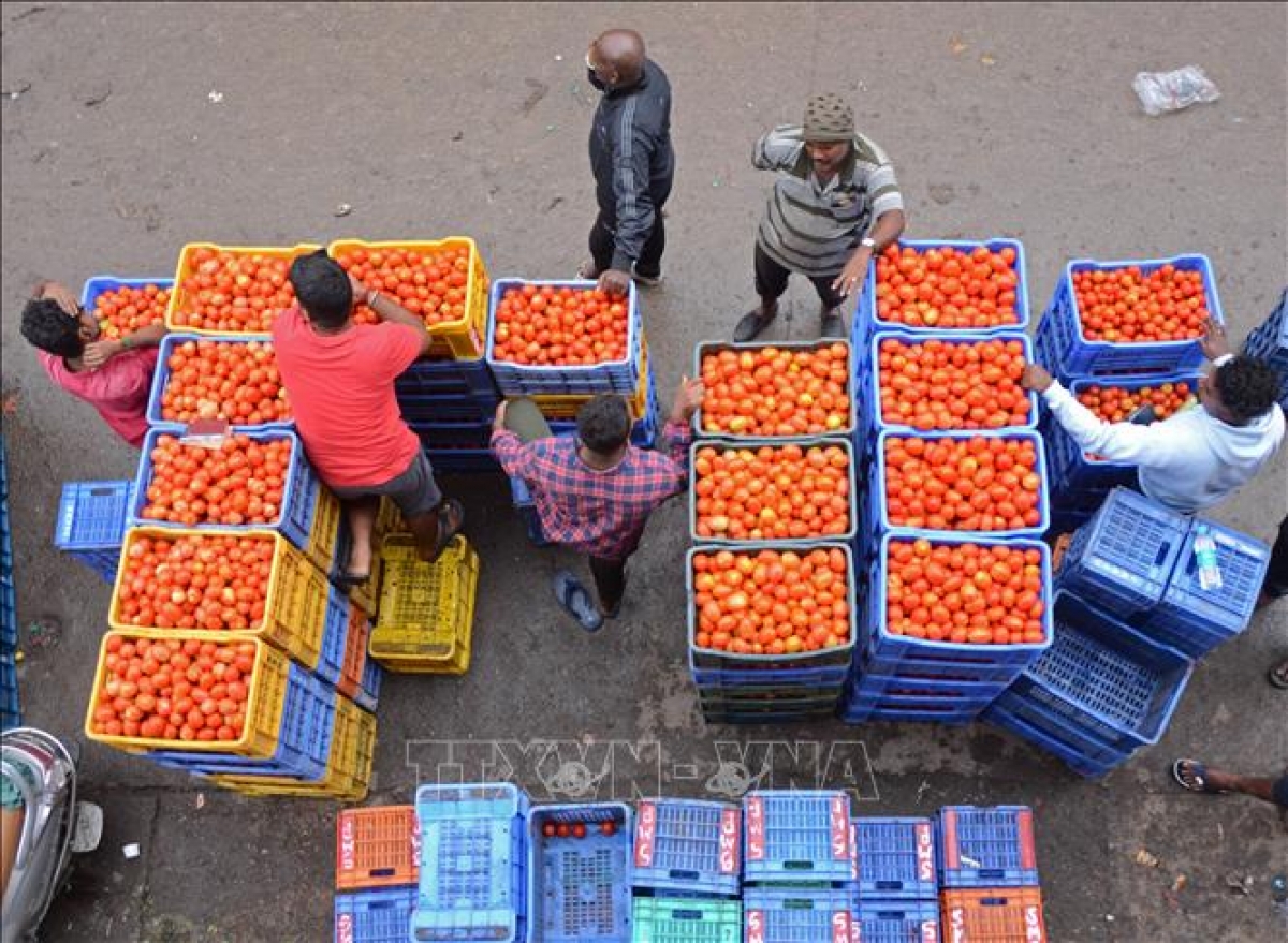 Cà chua được bày bán tại một chợ ở Bengaluru Ấn Độ (Ảnh: TTXVN)