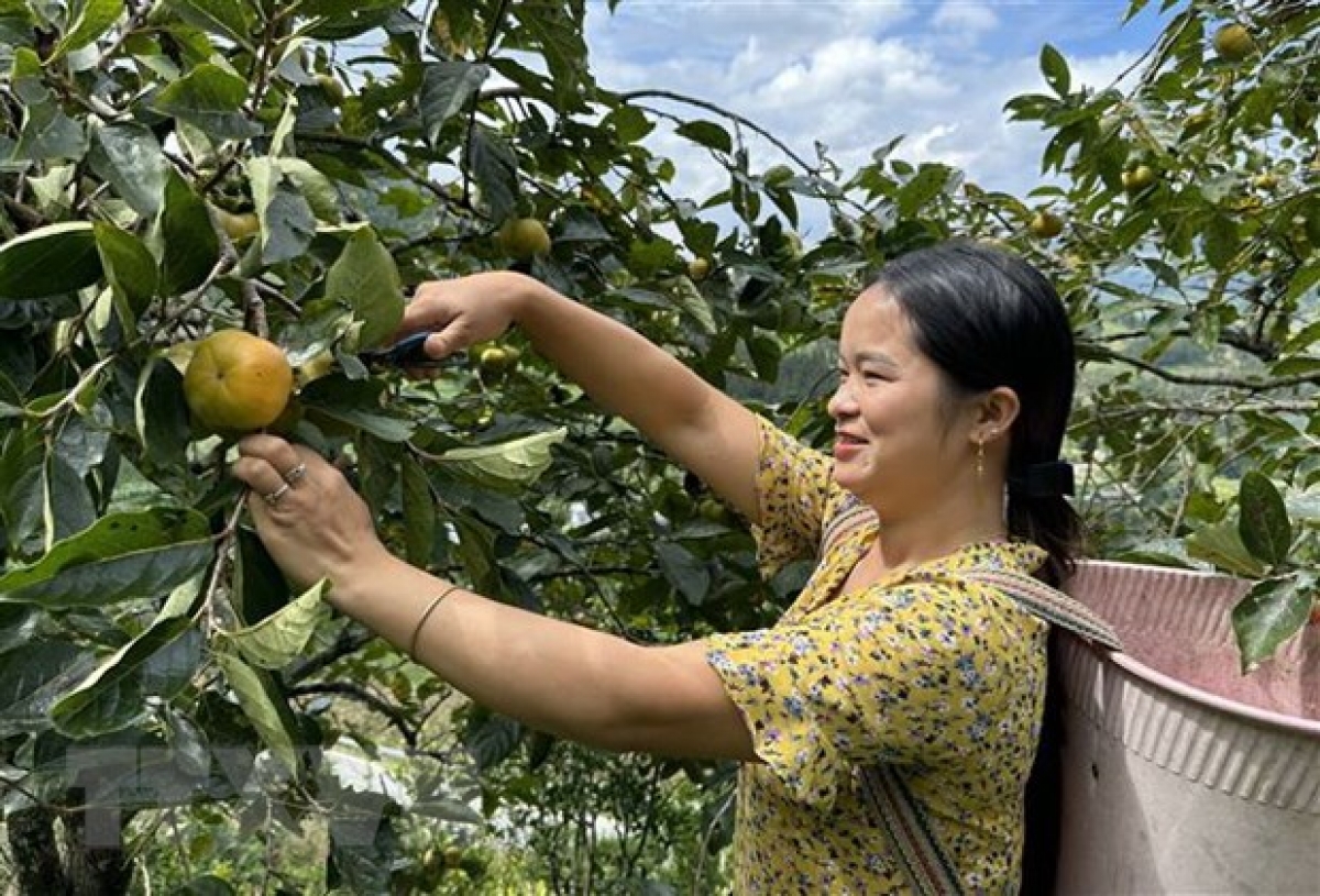 Người dân xã Lao Chải, huyện Mường Khương thu hoạch quả hồng. (Ảnh: Quốc Khánh/TTXVN)