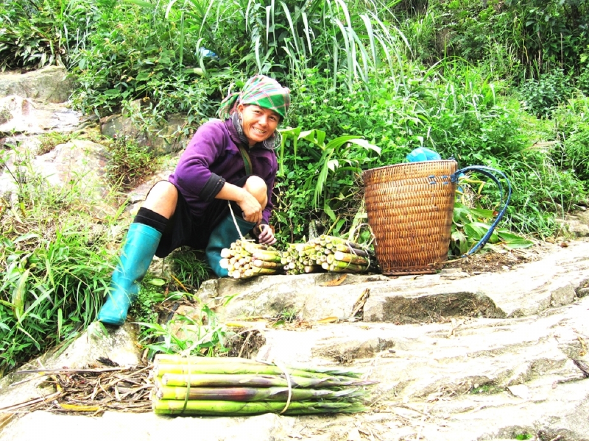 Cô gái hái măng rừng - một hình ảnh thân thuộc, khoẻ khoắn và bình dị nơi vùng cao.