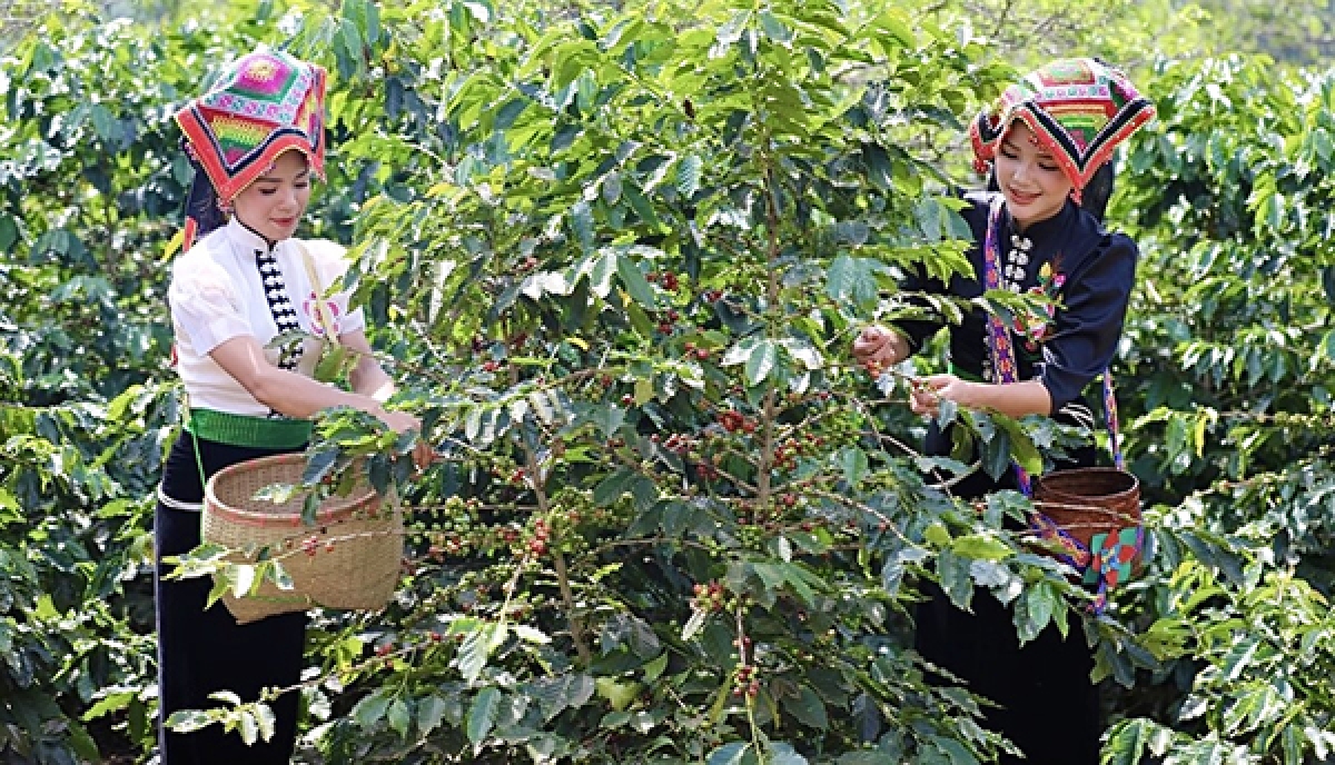 Chăm sóc cây cà phê trở thành công việc nâng cao thu nhập cho đồng bào dân tộc Thái ở Sơn La.
Ảnh: Trấn Long