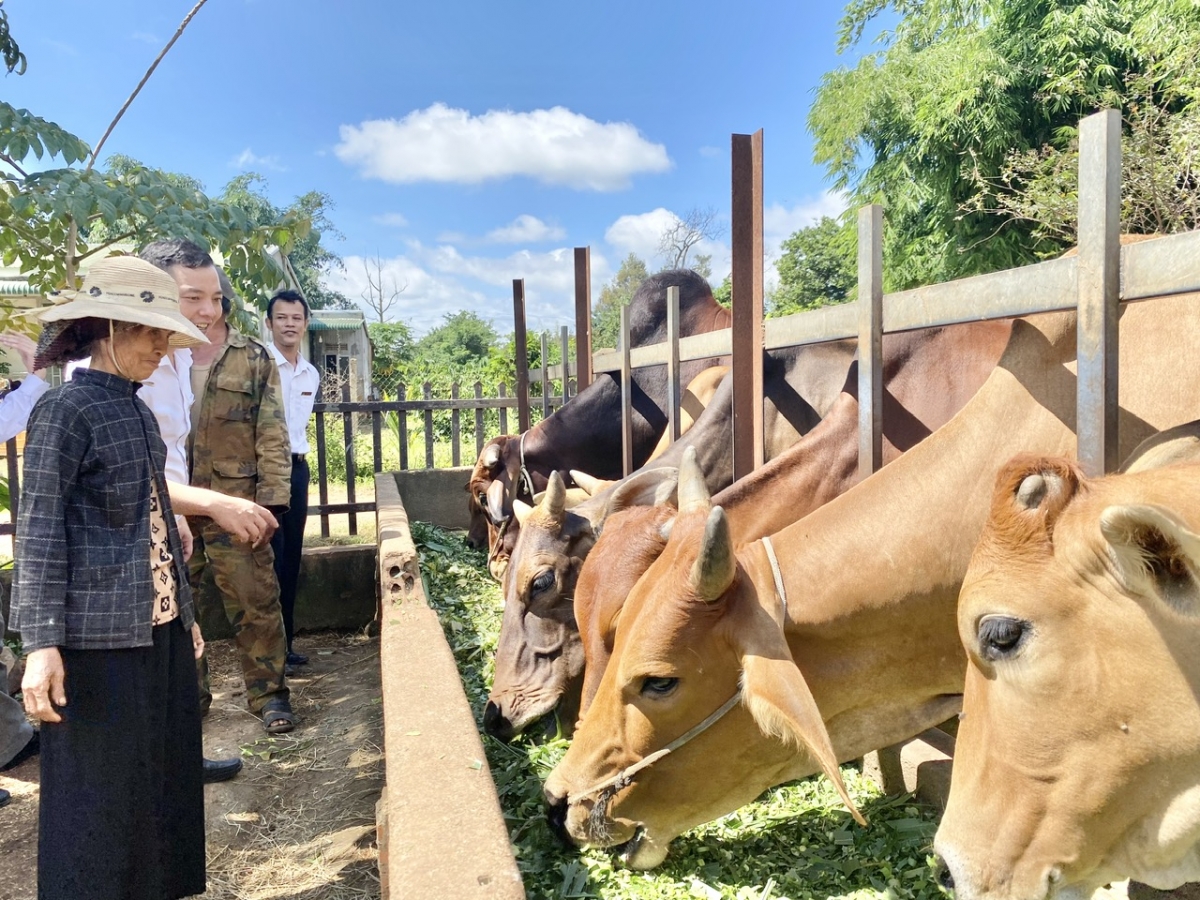 Đồng bào dân tộc thiểu số ở Đắk Lắk vay vốn ngân hàng đầu tư chăn nuôi bò cho thu nhập cao