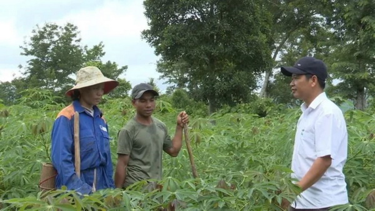 Gia đình anh Hồ Văn Xum, chị Hồ Thị Hương thu nhập mỗi năm 200 triệu đồng nhờ trồng sắn
