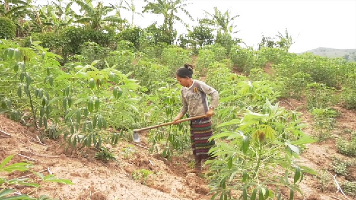 Cây sắn đã trở thành cây trồng chủ lực của đồng bào DTTS ở các xã vùng biên huyện Hướng Hóa