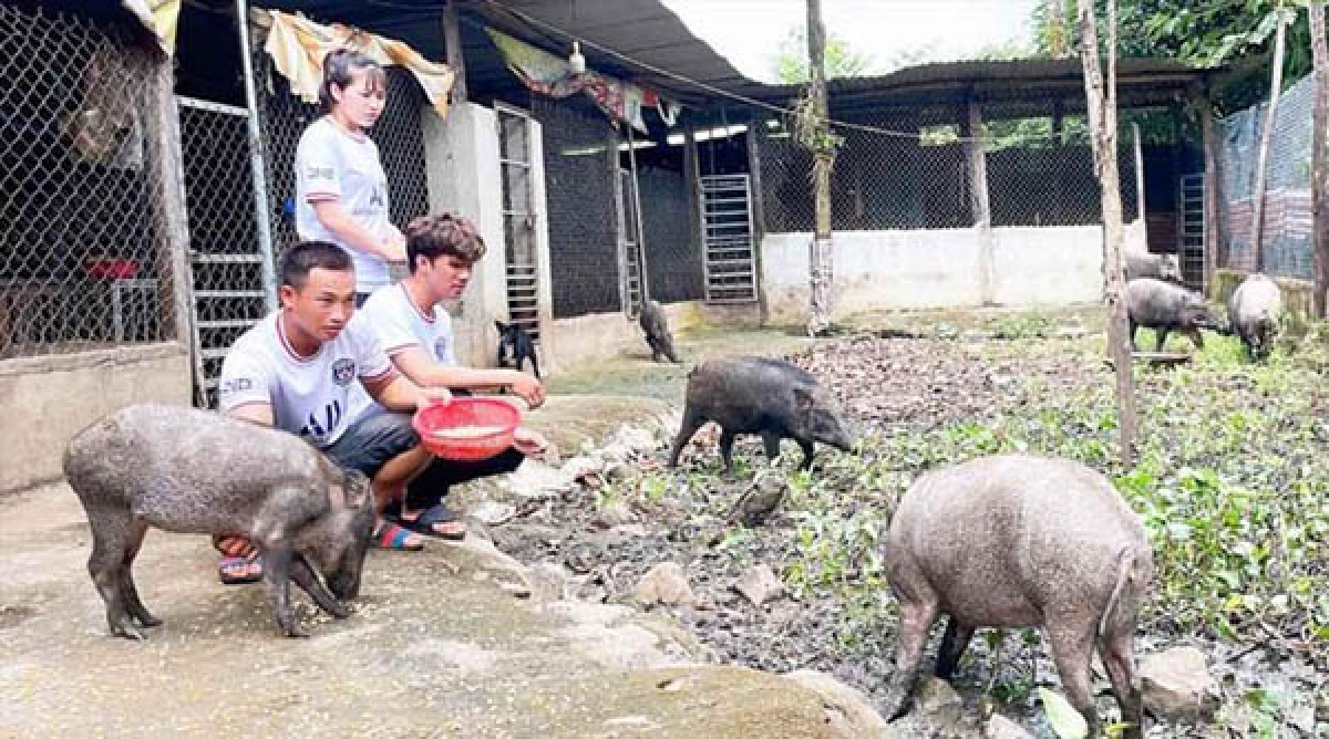 Mô hình nuôi lợn rừng của anh Khanh đang được nhiều thanh niên trong vùng đến học tập làm theo
(Ảnh: Tiền Phong)