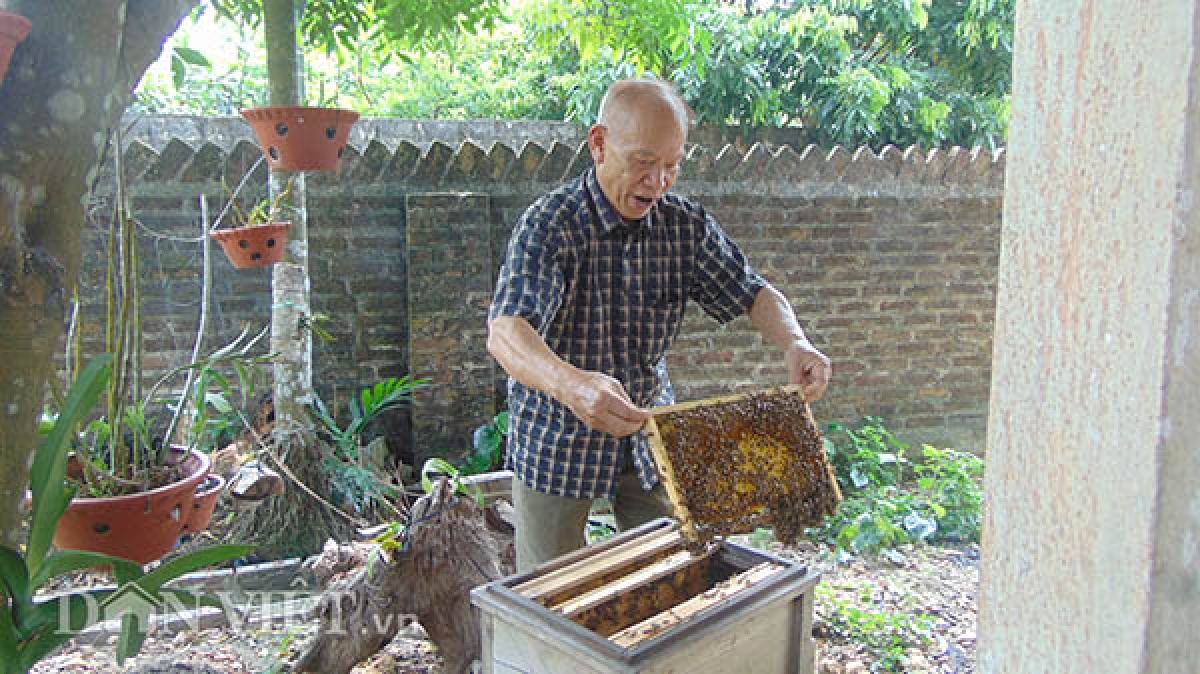 Ông Thừa thành công với mô hình nuôi ong (Ảnh: Dân việt)