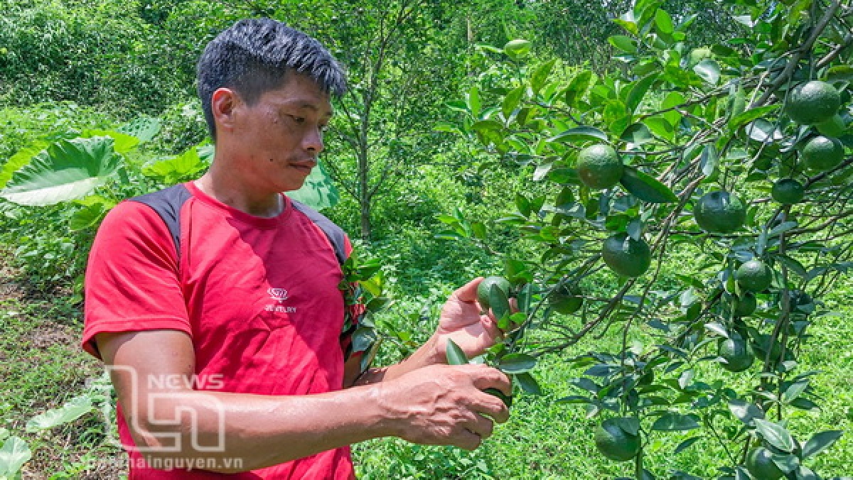 Anh Phùng Văn Lành, người dân tộc Mông, ở xóm Khuổi Mèo, xã Sảng Mộc (Võ Nhai), kiểm tra vườn cam của gia đình.