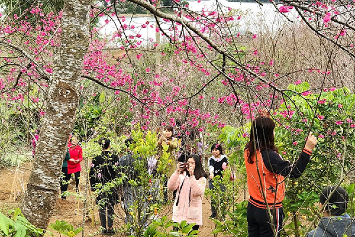 Du khách chụp ảnh tại Lễ hội Hoa anh đào (Pá Khoang, Điện Biên) năm 2018. Ảnh: D.Vỹ.