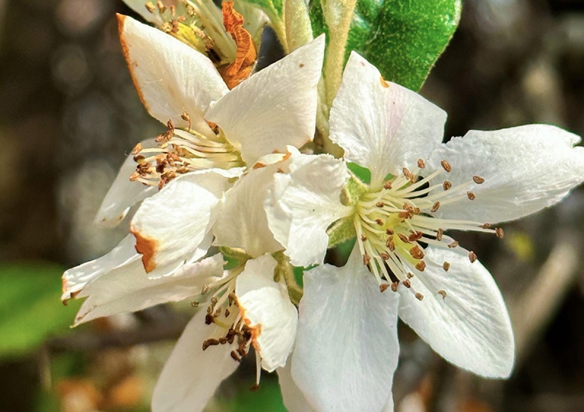 Hoa sơn tra khi bung nở có 5 cánh với nhụy vàng, gần giống với hoa mận, nhưng hoa vẫn có nét đẹp riêng với màu trắng ngà.