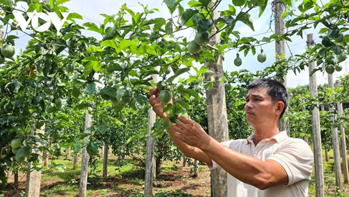 Chanh dây là một trong những mặt hàng trái cây có kim ngạch xuất khẩu cao nhiều năm liền ở Gia Lai