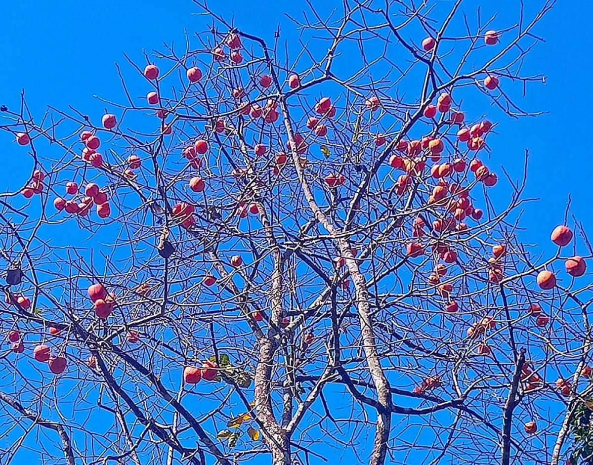 Những cây hồng sai trĩu quả khiến du khách mỗi khi đến vùng đất này mê đắm vẻ đẹp của loại quả này.