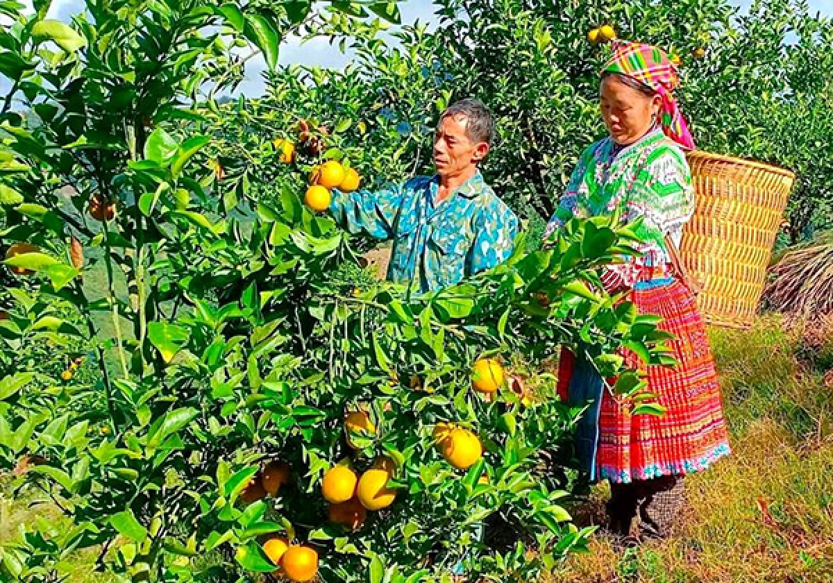 Vợ chồng ông Sùng Quán Tùng thu hoạch cam