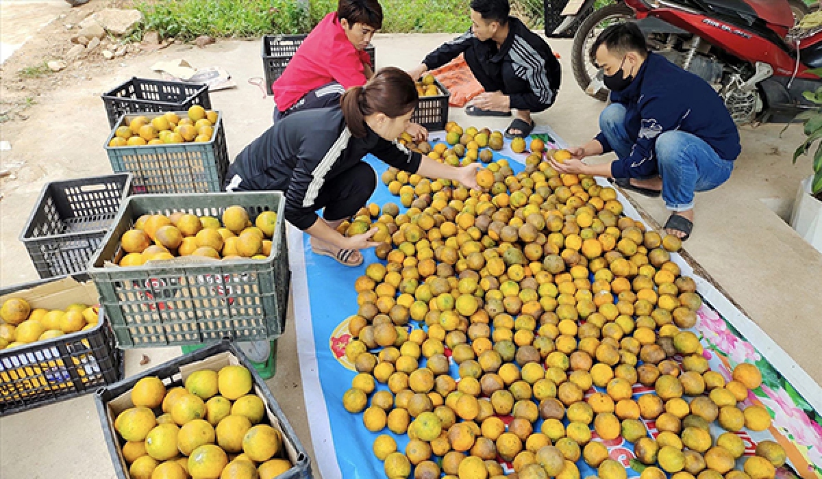 Đoàn viên thanh niên trong huyện, giúp ông Sùng Quán Tùng tiêu thụ sản phẩm cam