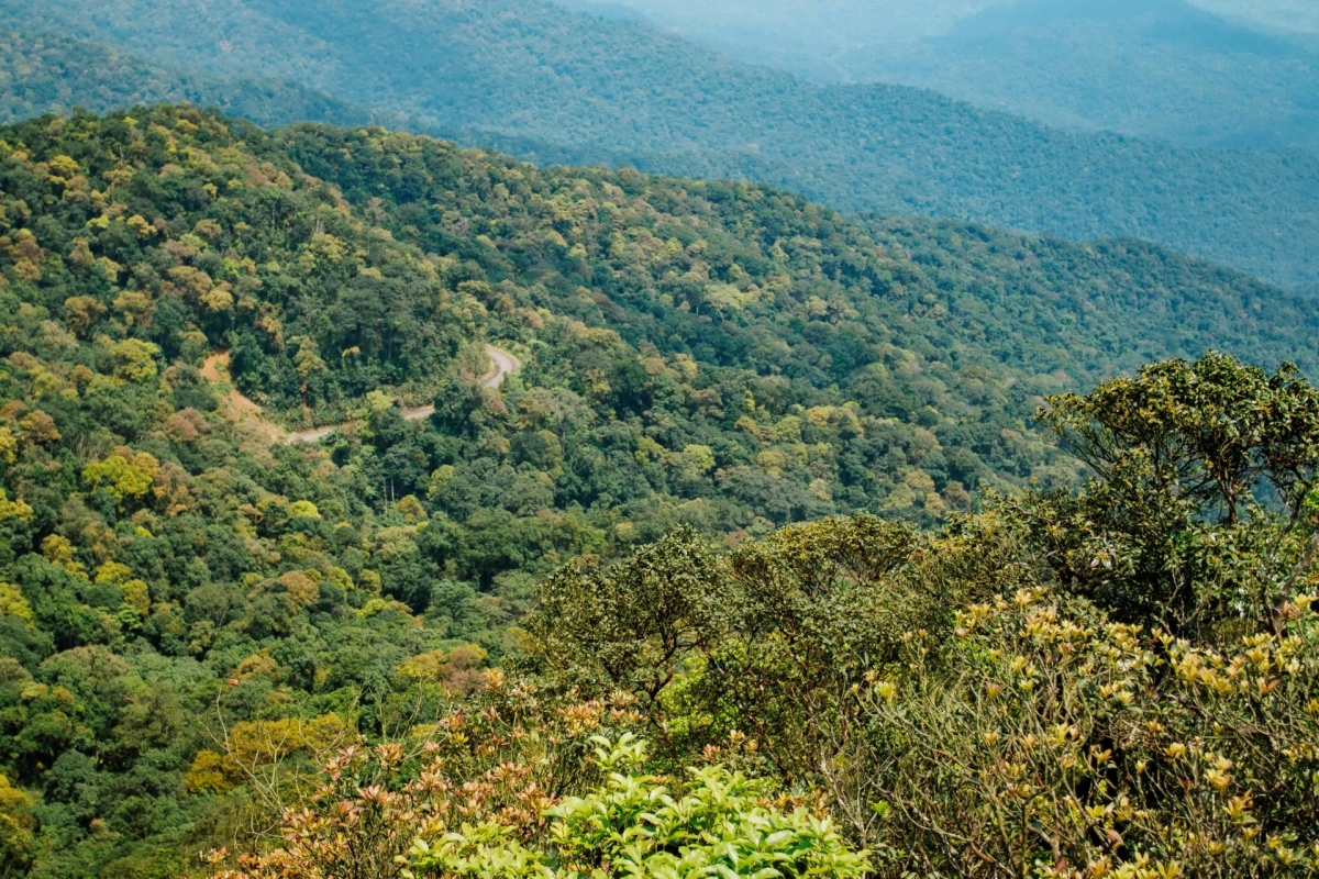 Độ che phủ rừng lớn là tiềm năng tạo tín chỉ carbon rừng