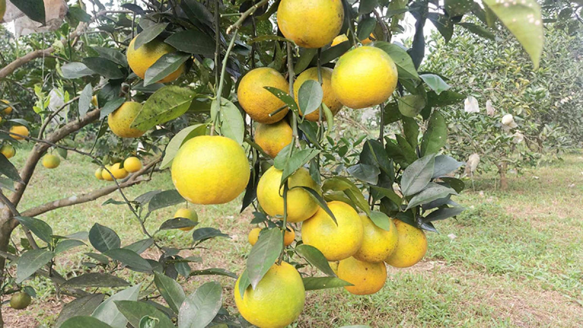 Nhiều hộ dân tại xã Kim Hóa tìm hiểu và thực hiện mô hình trồng cam, bưởi theo hướng hữu cơ. Từ lúc trồng cho đến khi thu hoạch, vườn cam không sử dụng thuốc bảo vệ thực vật.