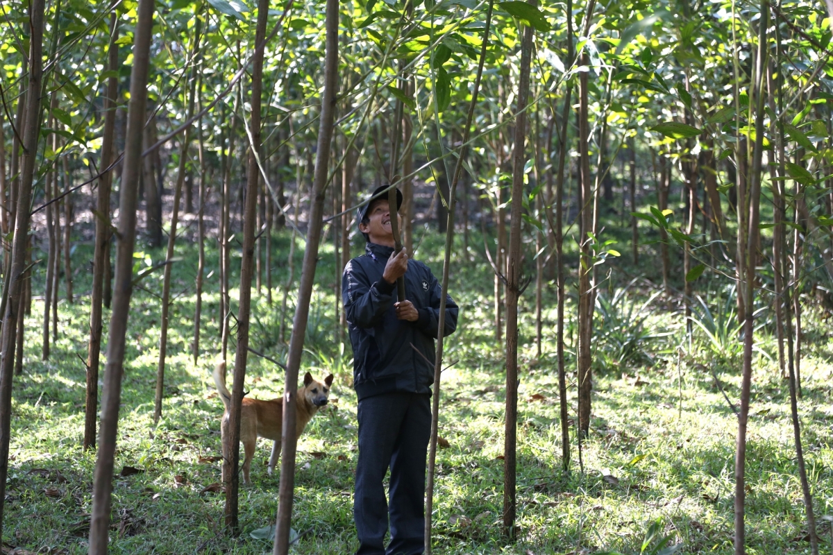 Khuyến khích người dân trồng rừng gỗ lớn tiêu chuẩn FSC