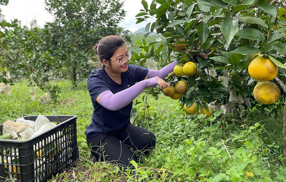 Thành công của các mô hình trồng cây có múi tạo ra động lực trong chuyển đổi cơ cấu cây trồng ở huyện miền núi Tuyên Hóa. Từ những vườn bưởi, cam, chanh, người dân có nguồn thu nhập cao và ổn định.