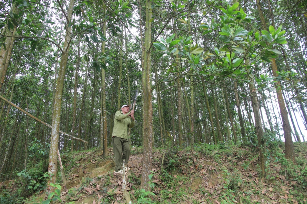 Trồng rừng là hướng phát triển kinh tế giúp đồng bào thoát nghèo
