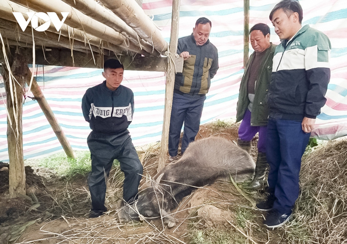 Cơ quan chuyên môn kiểm tra trâu chết tại xã Trung Thu, huyện Tủa Chùa. (Ảnh: Vũ Lợi/VOV Tây Bắc)