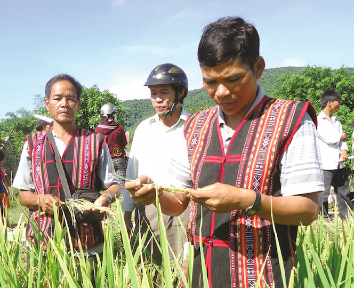 Được hỗ trợ giống lúa lai, đồng bào DTTS huyện Vĩnh Thạnh yên tâm sản xuất