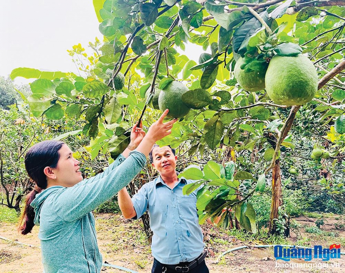 Từ các nguồn hỗ trợ, gia đình ông Đinh Duối, ở thôn Trung Thượng, xã Long Mai (Minh Long) đầu tư phát triển chăn nuôi, tăng thu nhập cho gia đình. Ảnh: Báo Quảng Ngãi