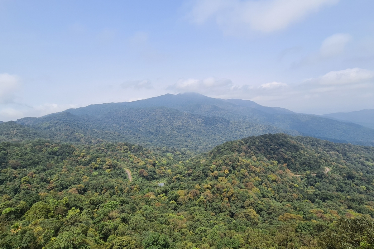 Cánh rừng tự nhiên bên trong vùng lõi Vườn Quốc gia Phong Nha - Kẻ Bàng