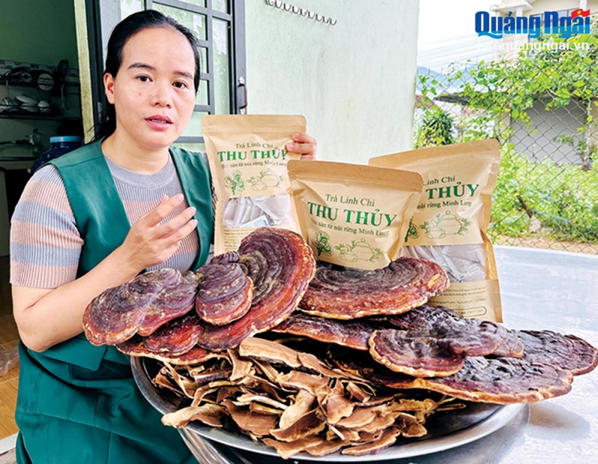 Trà linh chi, sản phẩm được chế biến từ nấm linh chi - nông sản của huyện Minh Long được thị trường đón nhận. Ảnh: Báo Quảng Ngãi