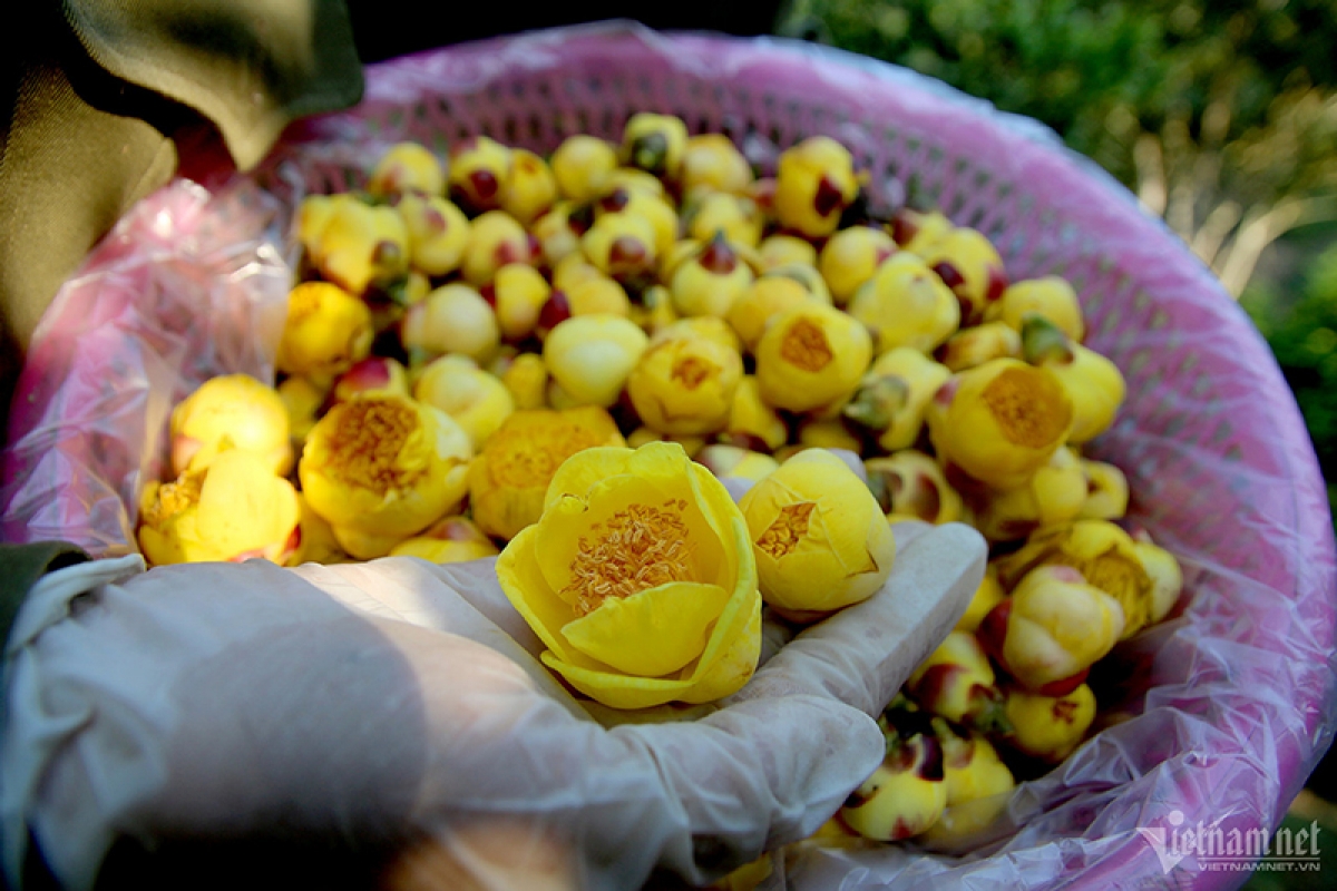 Trà hoa vàng có giá từ 500.000 đồng/kg tươi và 15 triệu đồng/kg khô.