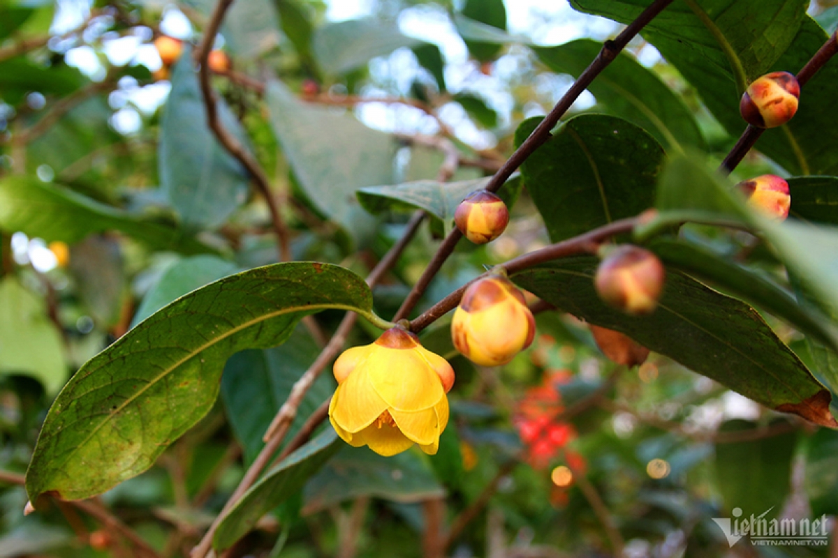 Trà hoa vàng từng là loài cây mọc tự nhiên trên rừng tại huyện Ba Chẽ, sau đó được người dân đem về trồng ở nhà.