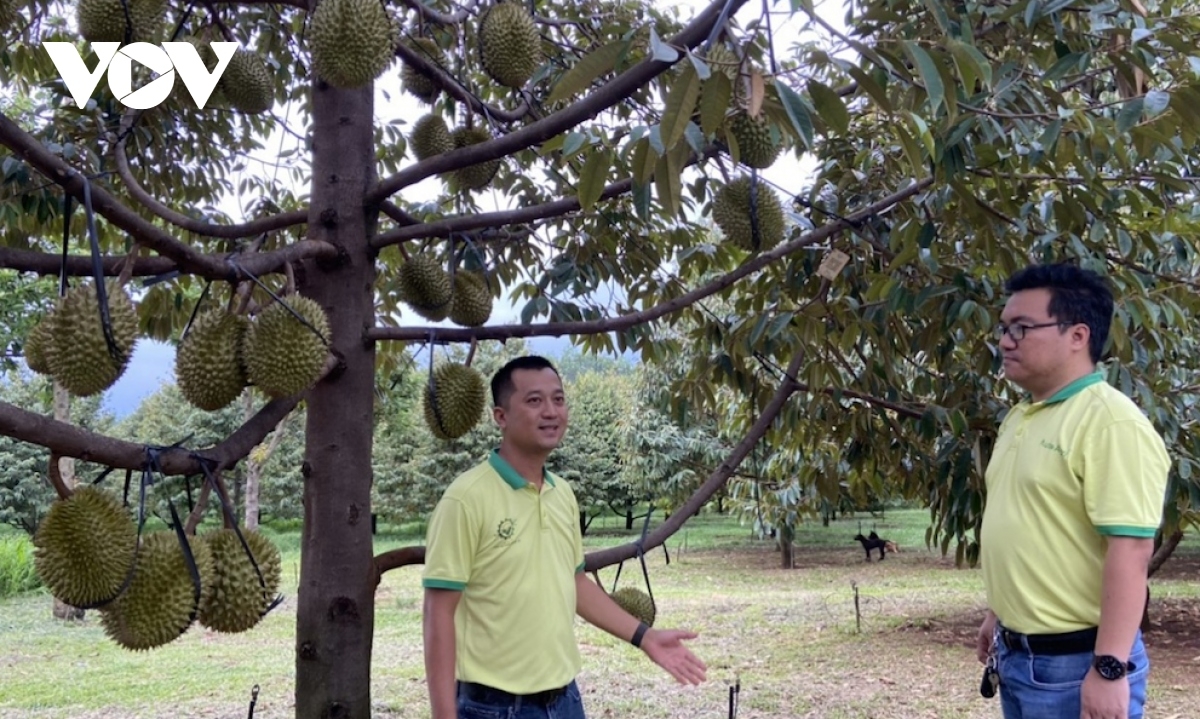 Durian di tỉnh Đồng Nai