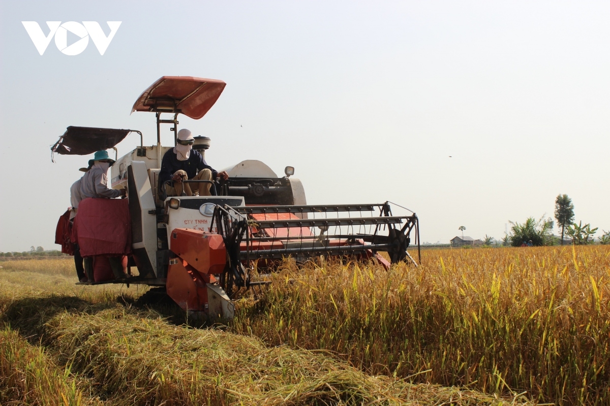 Hiện nay, nông dân Vĩnh Long đang thu hoạch rộ lúa đông xuân