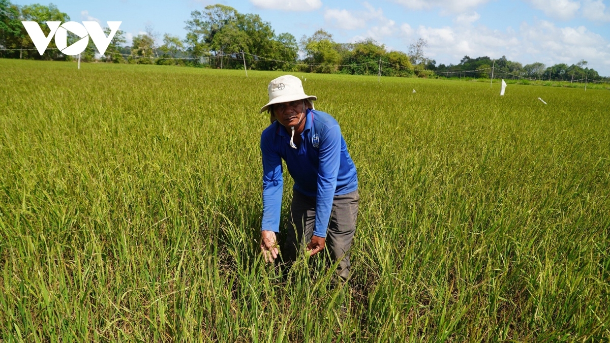 Ruộng lúa ở huyện Cầu Ngang, Trà Vinh bị thiếu nước