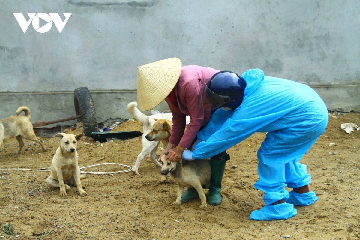 Kong pơlê Quảng Bình tơkŭm pâk pơkeăng vaccine hbrâ mơdât kôk rơxok a khu chó