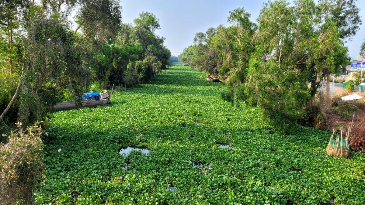 Hầu hết các tuyến kênh nội đồng ở huyện Tân Phước cây lục bình dày đặc, nguồn nước chưa đảm bảo vệ sinh