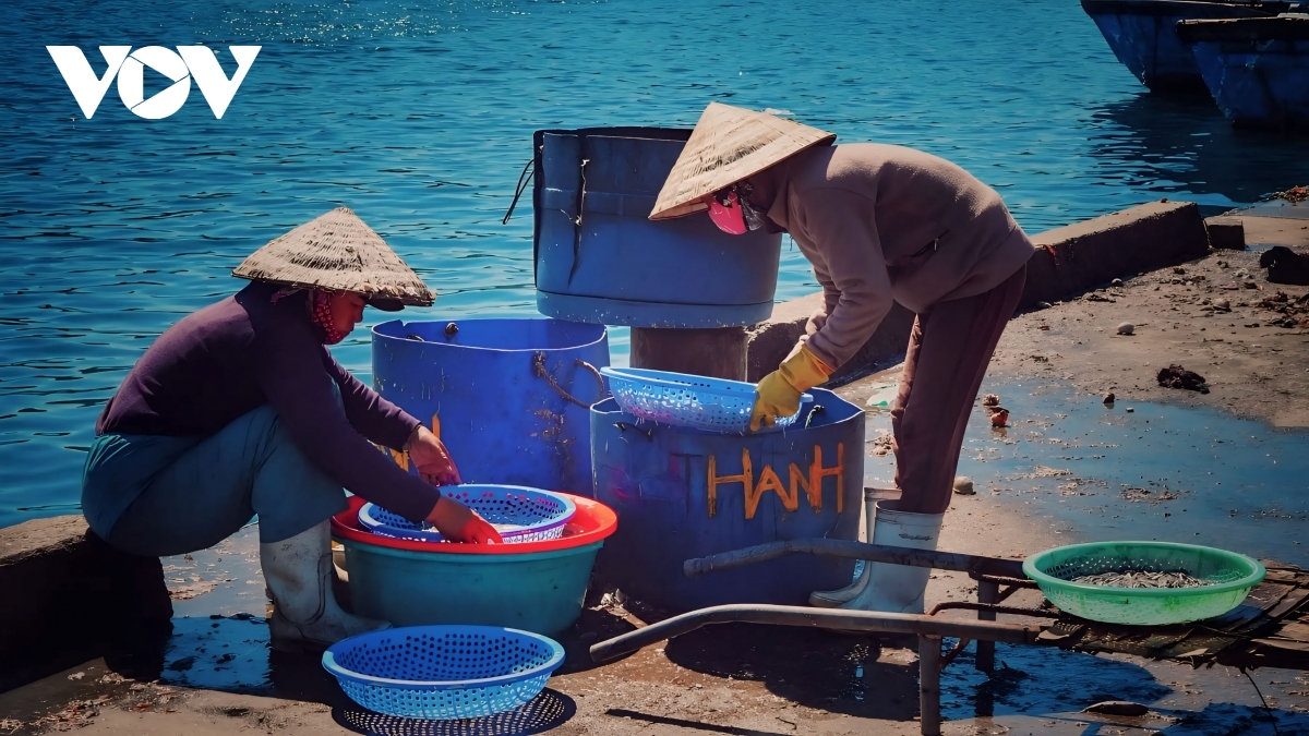 Hình ảnh lao động quen thuộc của ngư dân làng biển sa Huỳnh.