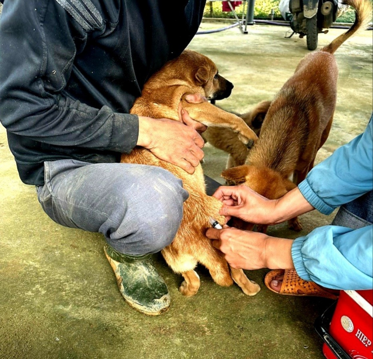Thời gian qua, huyện Tây Giang khẩn trương tiêm vắc xin phòng bệnh dại cho đàn chó.