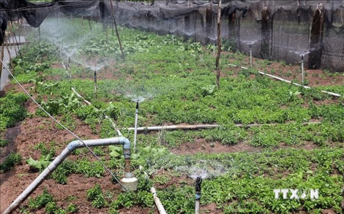 Đề án tưới tiên tiến, tiết kiệm nước theo hướng tự động hóa giúp người dân Bình Định phát triển kinh tế bền vững.