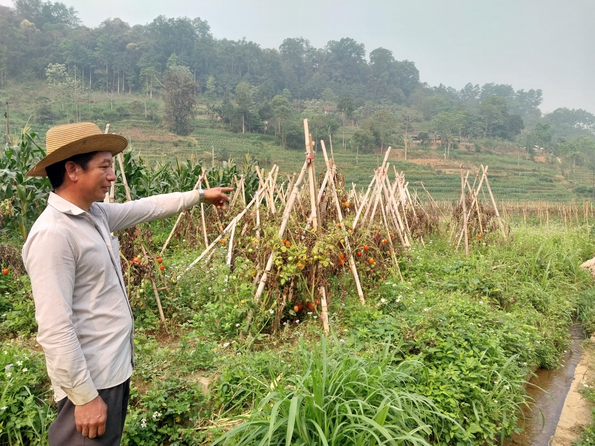 Ông Lù Sen Cáo cũng ở thôn Tùng Nùn, xã Lùng Tám có trên 2500m2 trồng cà chua được cải tạo từ vườn tạp