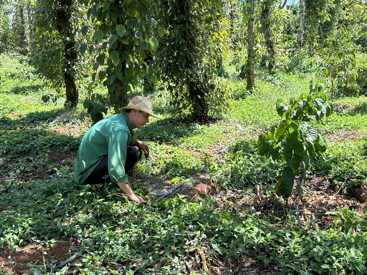 Ông Lê Văn Tâm ở xã Ea Kao, thành phố Buôn Ma Thuột áp dụng công nghệ tưới nước tiết kiệm cho vườn cây