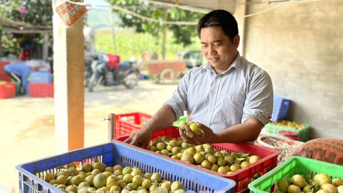 Anh Khổng Văn Nam, Giám đốc Hợp tác xã Nông nghiệp Công nghệ cao Việt Bắc, phường Đội Cấn (TP Tuyên Quang) kiểm tra chanh trước khi xuất ra thị trường. (Ảnh: baotuyenquang.com.vn)