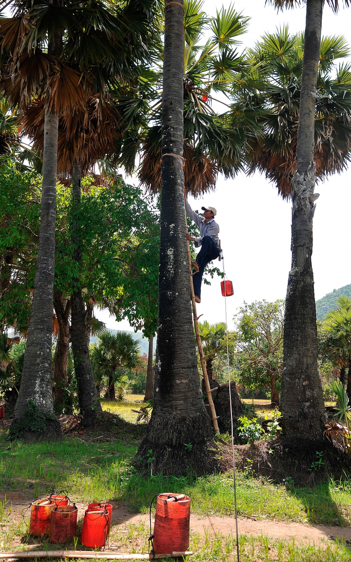 Người dân trèo lên cây thốt nốt từ chiếc thang làm từ thân cây tre, lấy nước về nấu đường. Ảnh: An Hiếu - Báo ảnh Dân tộc và Miền núi