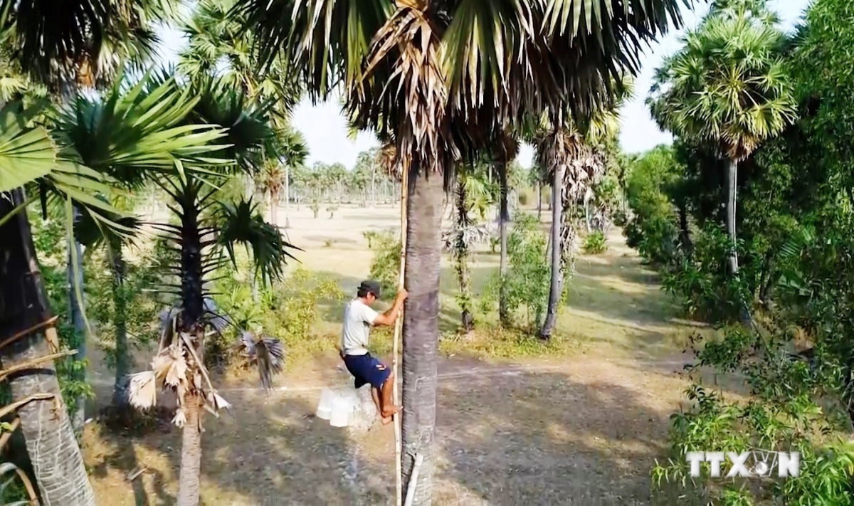 Người dân phải trèo lên cây thốt nốt rất cao để lấy nước về nấu đường. Ảnh: Công Mạo - TTXVN