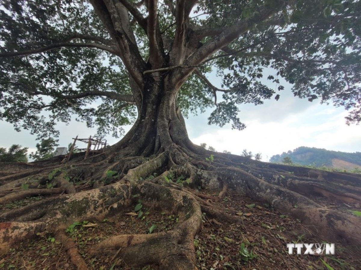 Thân cây to lớn, rễ cây như những dải lụa quấn quanh, bám sâu vào lòng đất như níu giữ sự trường tồn cùng thời gian. Ảnh: Nguyễn Oanh-TTXVN