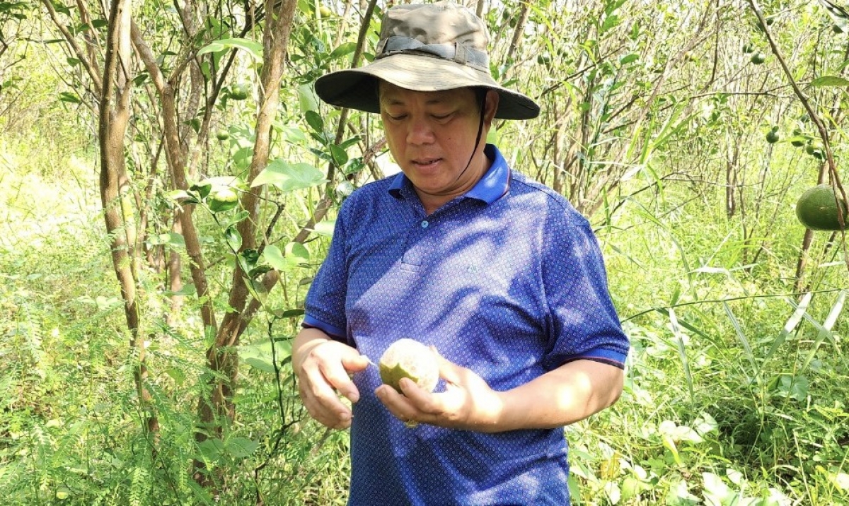 Ông Ba Tình về đất rừng U Minh trồng cam từ năm 2015