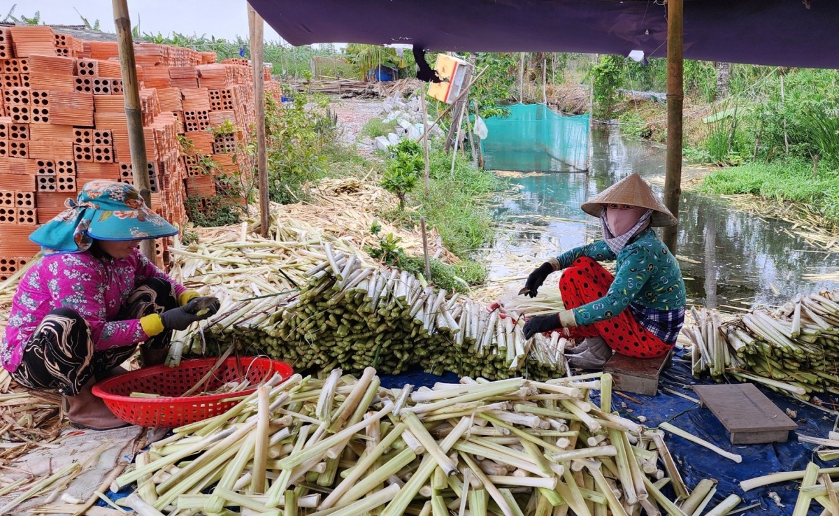 Mô hình trồng bồn bồn keets hợp nuôi cá đồng ở xã Khánh An cho thu nhập cao