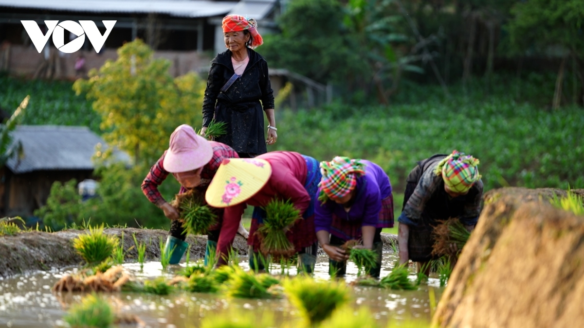 Phụ nữ Mông cấy lúa trên ruộng bậc thang