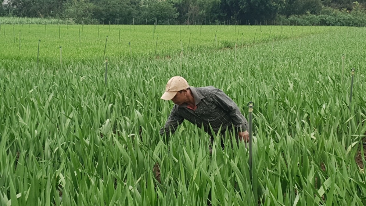 
Lâm Đồng tŏk bŏk roi năr roi lang să trong jang sa đei iŏk yua kơjăp jơ̆p pơlei pơla kon kông.